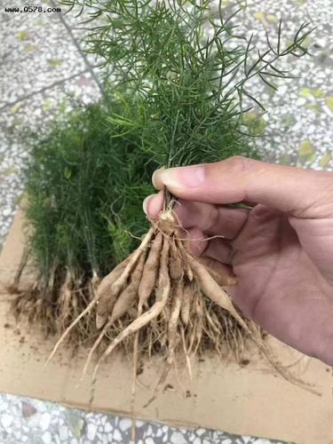 你身边的中草药天门冬