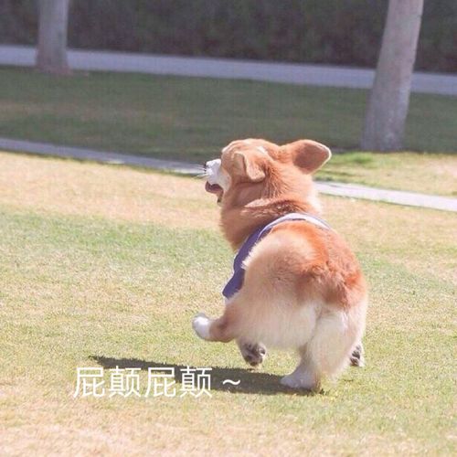 屁颠屁颠(柯基表情包)_屁颠_柯基表情