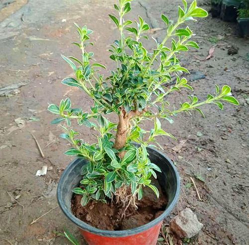 提根六月雪微盆景金边六月雪盆栽办公桌微型盆景四季常青绿植包邮_7折