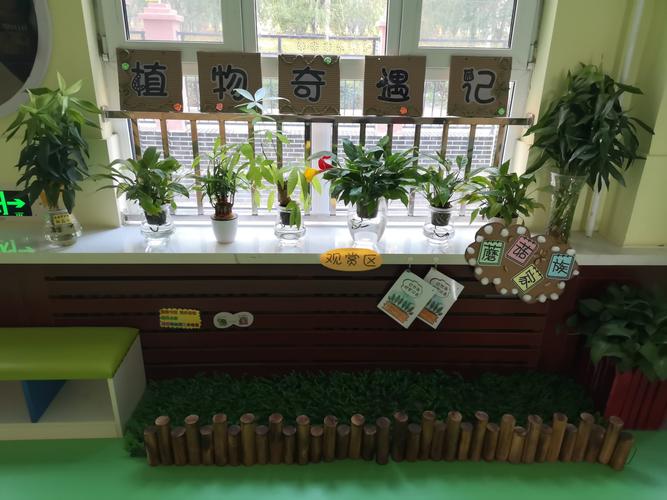 这是我们班级的植物角,它有一个好听的的名字"植物奇遇记"