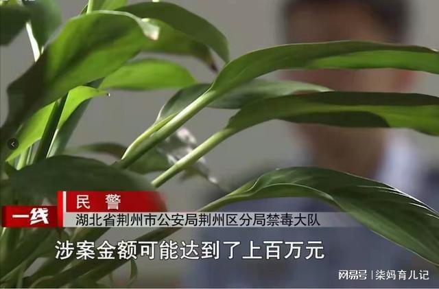 引警察怀疑,查明后多人判死刑|贩毒|毒贩|涉毒|毒品|王晓辉_网易订阅