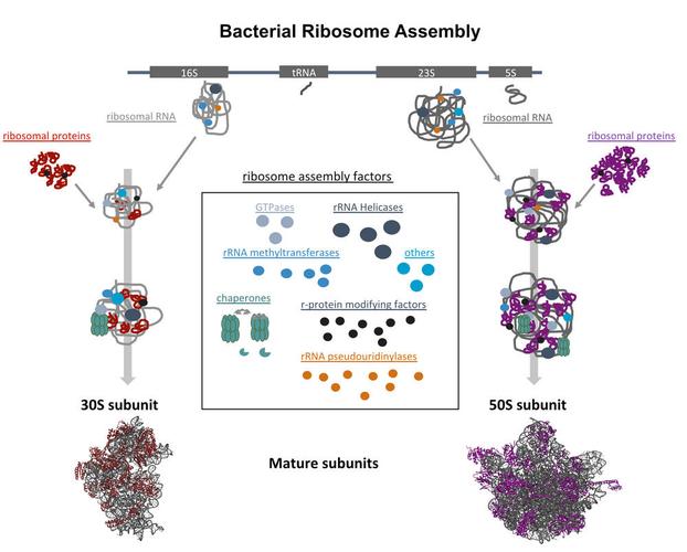 ribosome assembly and drug screening