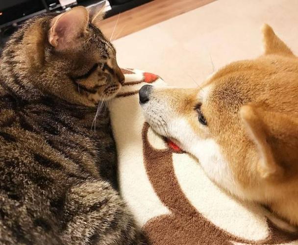 都说,猫狗是冤家, 然鹅,这只柴柴和猫咪却相亲相爱, 每天亲亲我我甜