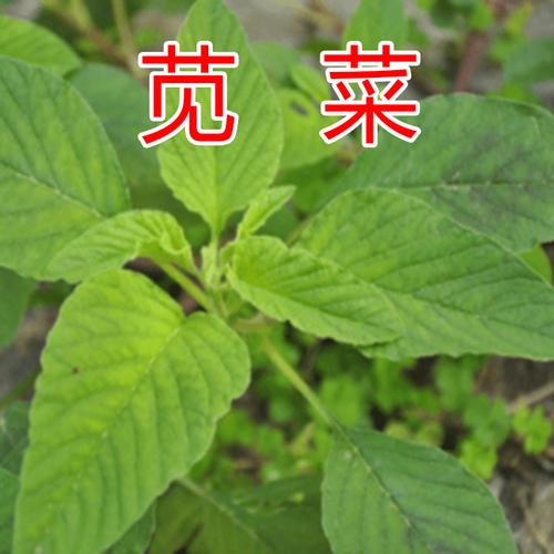 野汉菜新鲜蔬菜河南纯野生青绿灰苋菜农家食用 现摘3斤包邮银银菜
