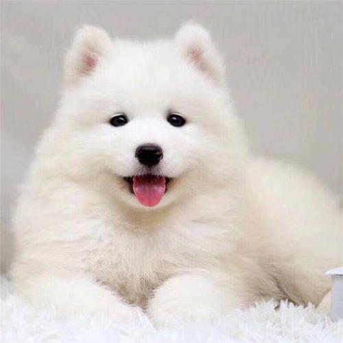 犬舍出售萨摩耶幼犬白色雪橇犬幼犬活体宠物狗萨摩耶