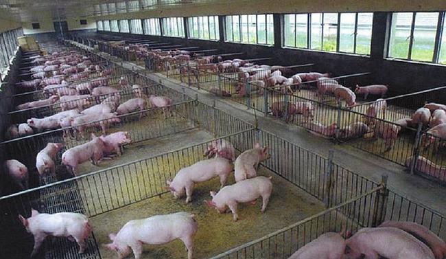 生态猪养殖新技术