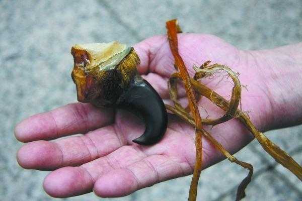 因爪子锋利而被人类捕杀的动物除了老虎和雪豹还有一种大鸟