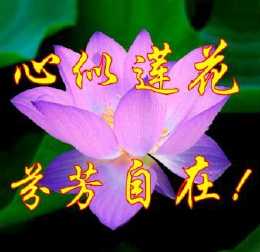 风景莲花头像图片