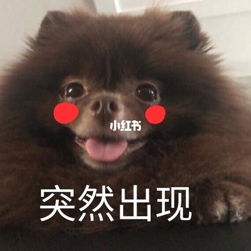 kuma_kuma_表情包_kuma_素材_表情包