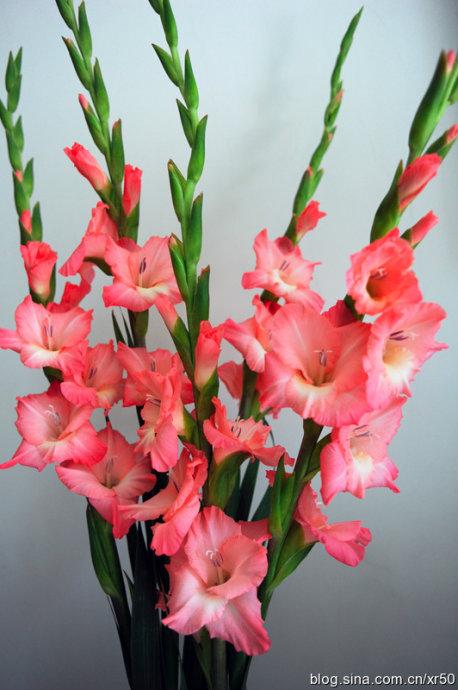 剑兰的花朵色彩繁多,美丽,英文剑兰的花语为:gladiola - give me a