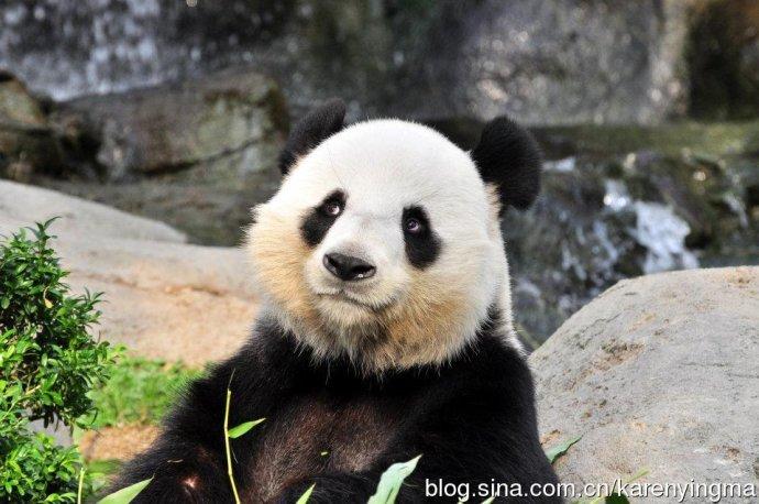 [转载]表情多多的大熊猫-乐乐