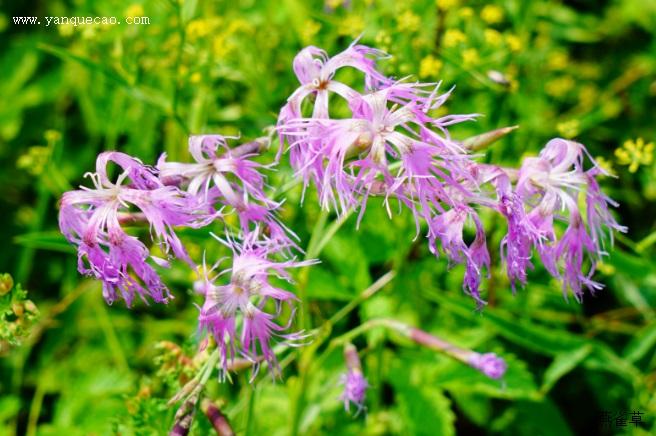 药用植物 中药图谱 瞿麦 《本草正》:"味苦,微寒.