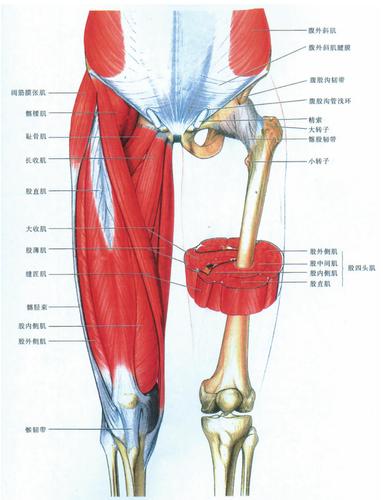 (图) 大腿肌(前面观) :         [阅读本文]>>             体解剖