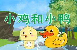 中班语言故事小鸡和小鸭ppt课件