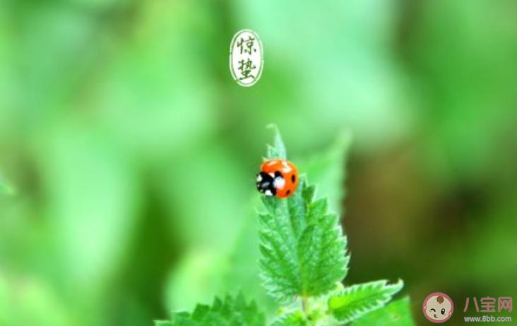 惊蛰节气早安心语说说合集2020惊蛰节气早上好的文案大全