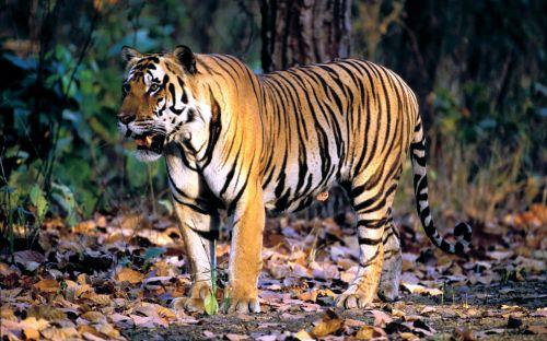 此外,孟加拉虎还被列为华盛顿公约附录一之一级保育类动物.