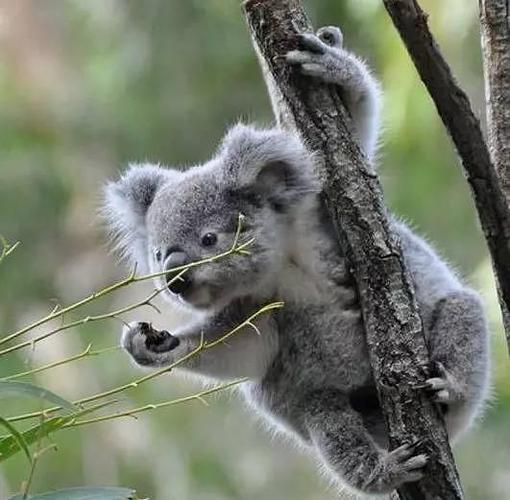 澳大利亚·龙柏考拉保护区lone pine koala sanctuary