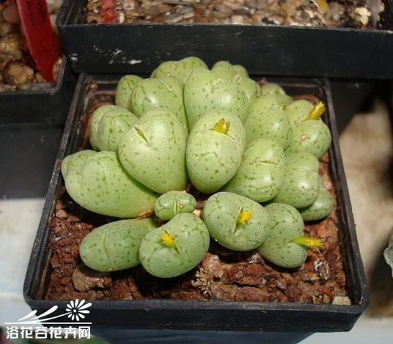 萤光玉(conophytum uviforme)图片