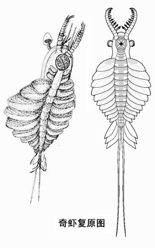 化石讲场-fossils board 亚洲首个古生物/恐龙/化石的