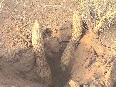 补肾佳品肉苁蓉 【草根一生】