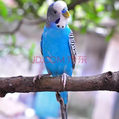 [京东推荐]鹦鹉活体宠物鸟鸟活体说话鹦鹉鸟虎皮鹦鹉活体牡丹爱情鸟
