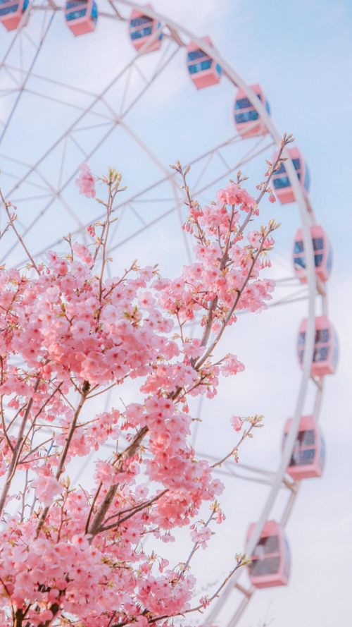 手机壁纸|治愈系现实の小清新 第三期 by:b站盐泽 2021年4月23日