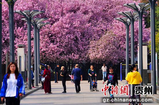 毕节七星关区人民公园内的西府海棠竞相绽放