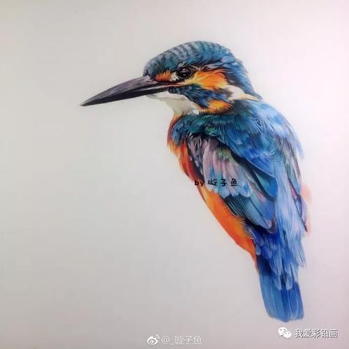彩铅手绘--翠鸟_素描绘画教程_零二七艺考