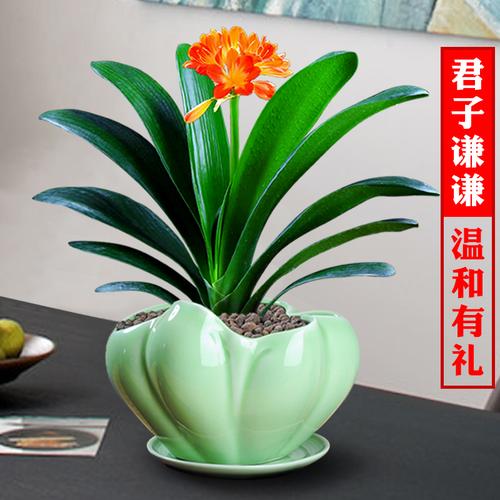 君子兰圆头和尚盆栽室内植物花卉绿植四季开花不断好养带花苞老苗