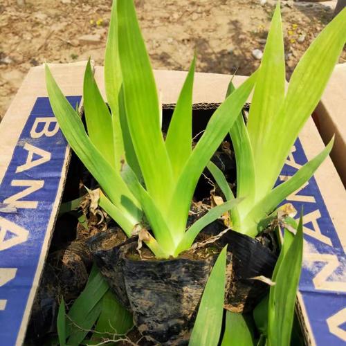 蓝花鸢尾批发小皮桶鸢尾花景区绿化鸢尾苗