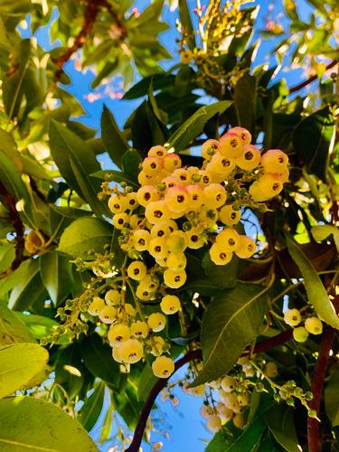 小灯笼一样美的杨梅花