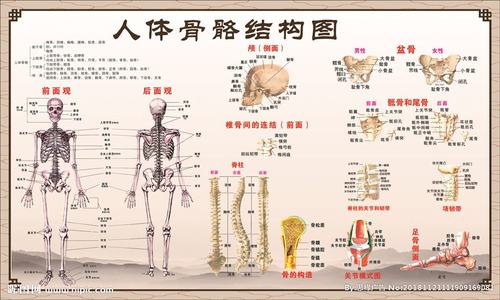瑜伽教练员导师必须了解的人体知识