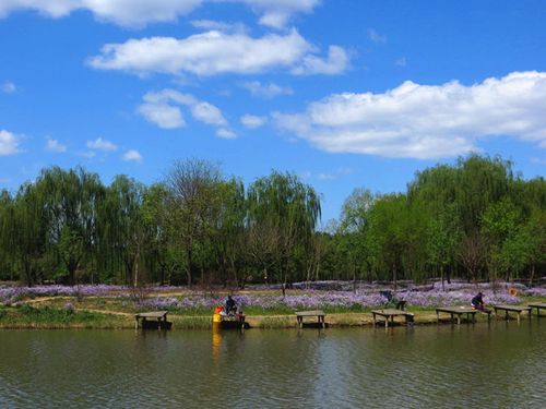 这是顺义大湿地,风景美丽环境好. 湿地本是城市肺