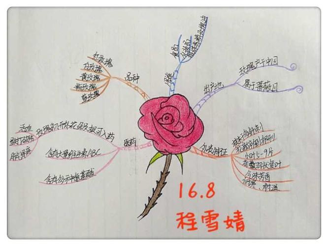 思维导图之美丽的植物