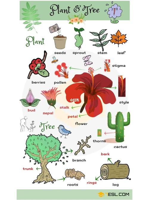图解英文单词 | 植物与花_教育_英语_教育_外语教育