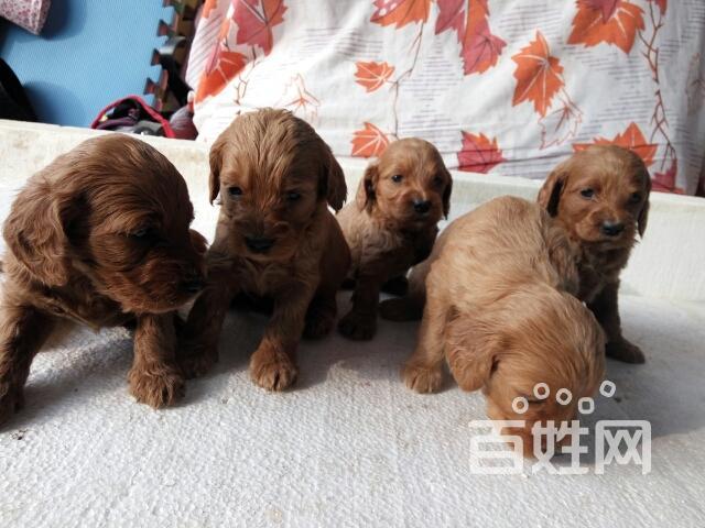 可卡犬又称英卡