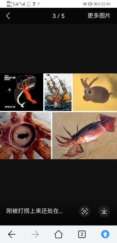 让大王酸浆鱿吓死了