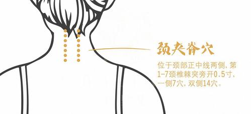 02. 夹脊穴