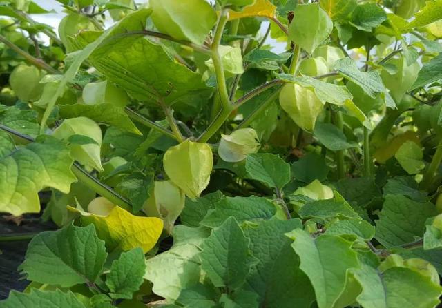 姑娘果如何种植才是最正确的,需要掌握哪些方法,才能