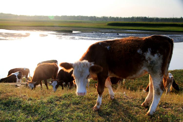 滹沱河畔——牧牛曲