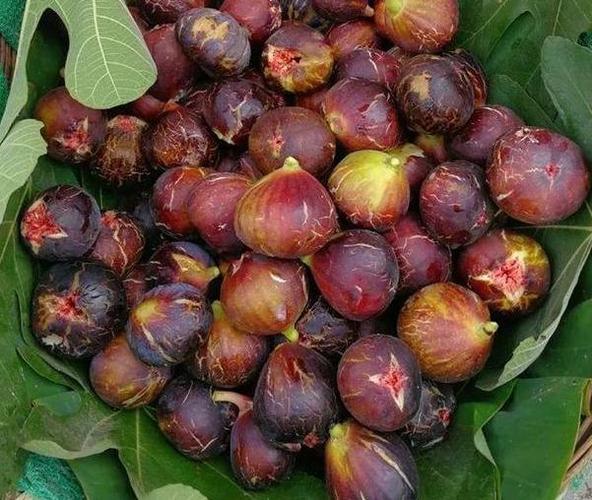 小白栽种水果当选无花果,按照4点要求盆栽,年年都能想