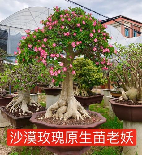 沙漠玫瑰重瓣盆栽花苗花卉观花植物室内绿植四季开花多肉一物一拍_7折