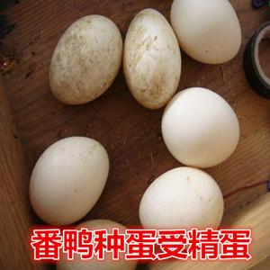 30枚包邮黑白番鸭种蛋美洲雁受精种蛋番鸭蛋孵化用受精蛋可孵化