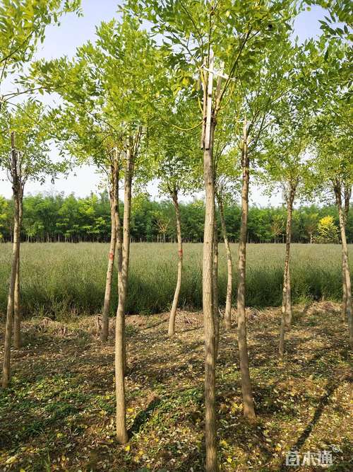 6公分高杆金枝槐