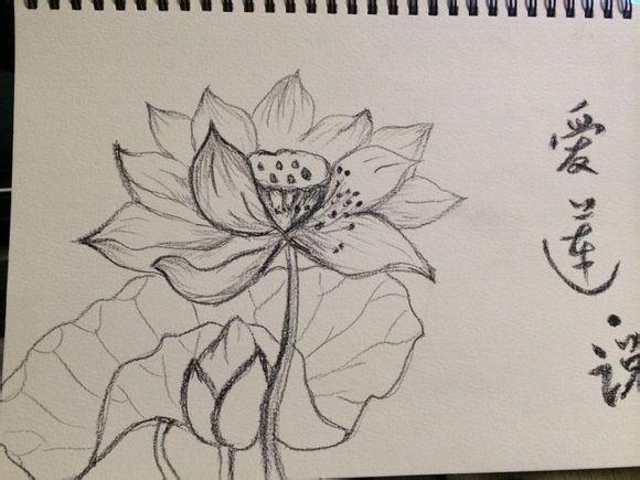 铅笔画的荷花