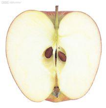 苹果从花蕾出现到果实采收,一般有四次落花落果.