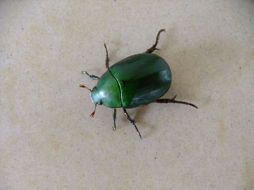 请问这种小昆虫学名叫什么?谢谢