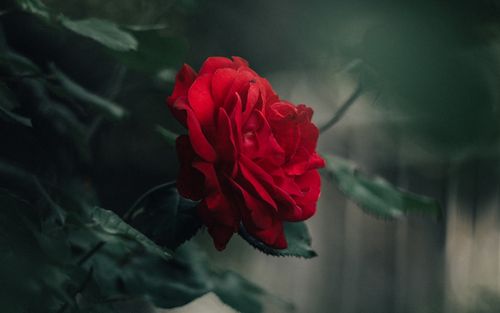 超清绝美红玫瑰图片电脑壁纸