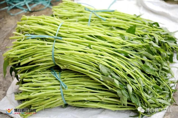 "鲜,脆,嫩"的博白水田空心菜上市啦!你吃了吗?