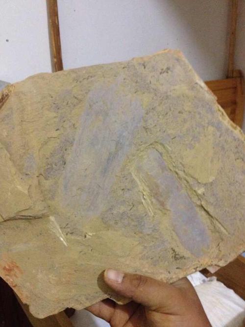 云南澄江动物群化石标本